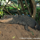 Illustration for article titled Sunday Crocodilian - Osteolaemus tetraspis Edition